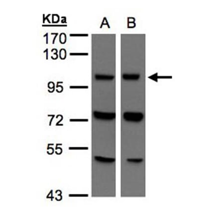 VPS11 antibody from Signalway Antibody (22313) - Antibodies.com