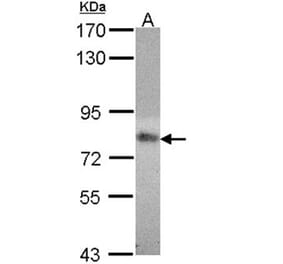 MTHFR antibody from Signalway Antibody (22343) - Antibodies.com