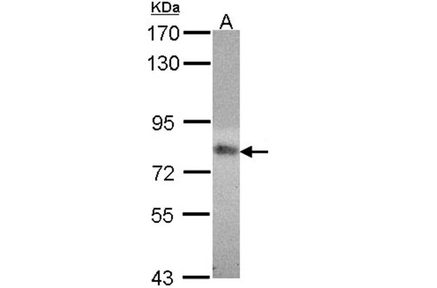 MTHFR antibody from Signalway Antibody (22343) - Antibodies.com