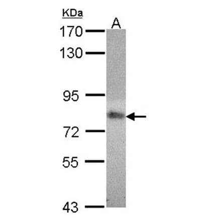 MTHFR antibody from Signalway Antibody (22343) - Antibodies.com