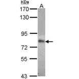 MTHFR antibody from Signalway Antibody (22343) - Antibodies.com