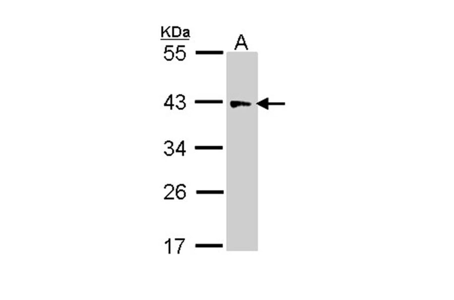 IDH3G antibody from Signalway Antibody (22354) - Antibodies.com