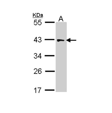 IDH3G antibody from Signalway Antibody (22354) - Antibodies.com