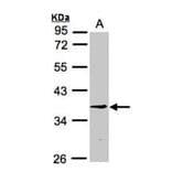 BXDC1 antibody from Signalway Antibody (22367) - Antibodies.com