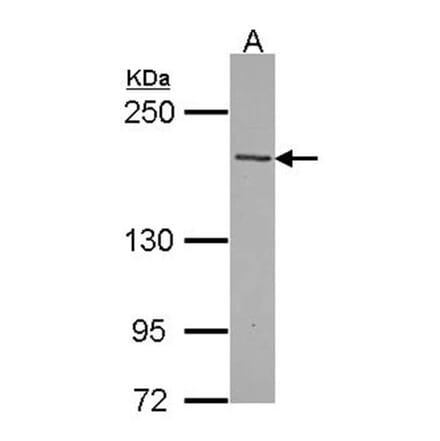 TENC1 antibody from Signalway Antibody (22371) - Antibodies.com