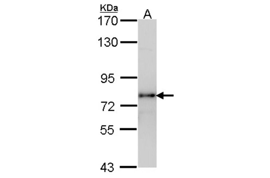 LHR antibody from Signalway Antibody (22383) - Antibodies.com