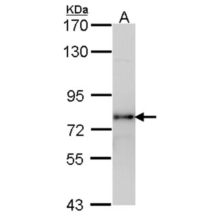 LHR antibody from Signalway Antibody (22383) - Antibodies.com