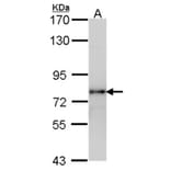 LHR antibody from Signalway Antibody (22383) - Antibodies.com