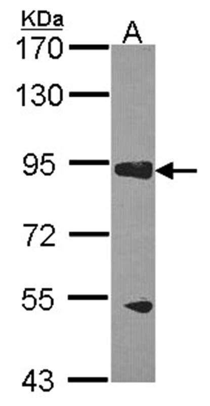 Sample (30 µg of whole cell lysate)  H1299 7.5% SDS PAGE RASA3 antibody diluted at 1: 1000