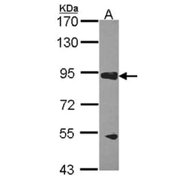 RASA3 antibody from Signalway Antibody (22388) - Antibodies.com