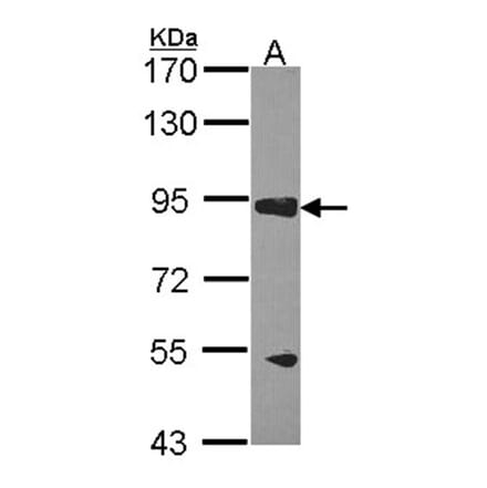 RASA3 antibody from Signalway Antibody (22388) - Antibodies.com
