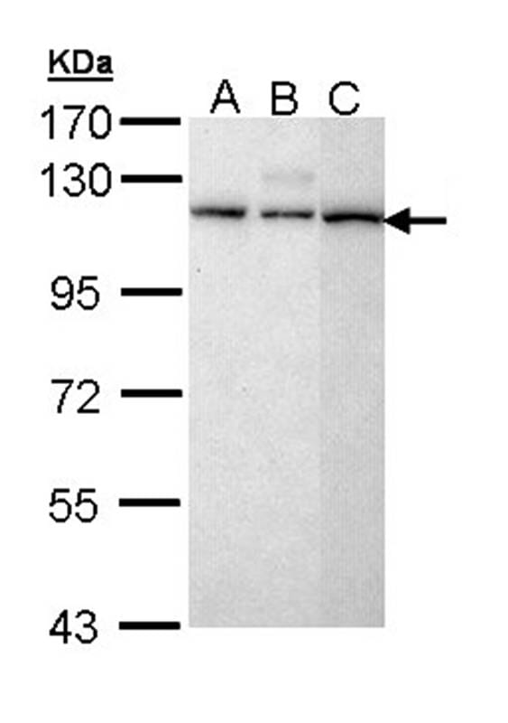 Sample (30 µg of whole cell lysate)  H1299 B: Hela C: Molt-4 7.5% SDS PAGE Primary antibody diluted at 1: 5000