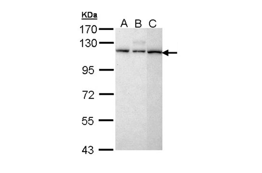 SART1 antibody from Signalway Antibody (22397) - Antibodies.com