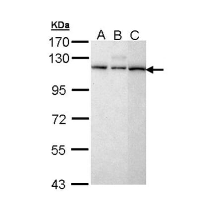 SART1 antibody from Signalway Antibody (22397) - Antibodies.com