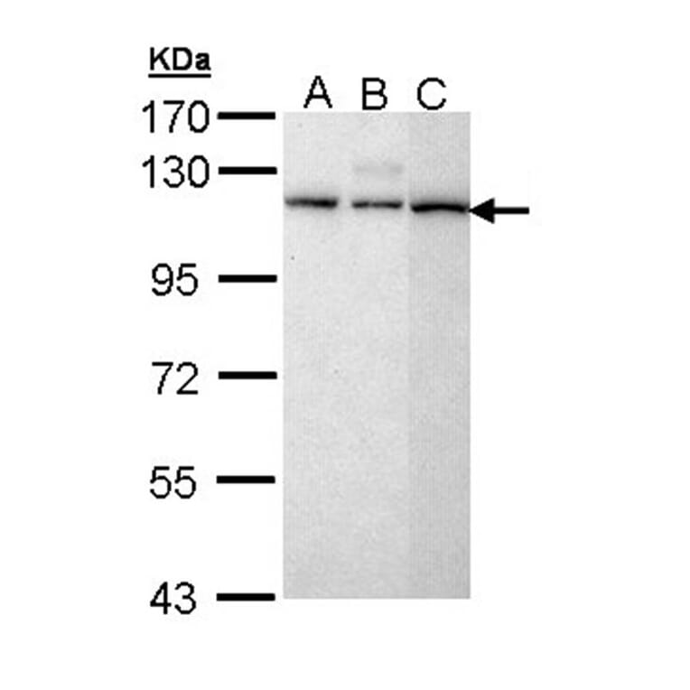 SART1 antibody from Signalway Antibody (22397) - Antibodies.com