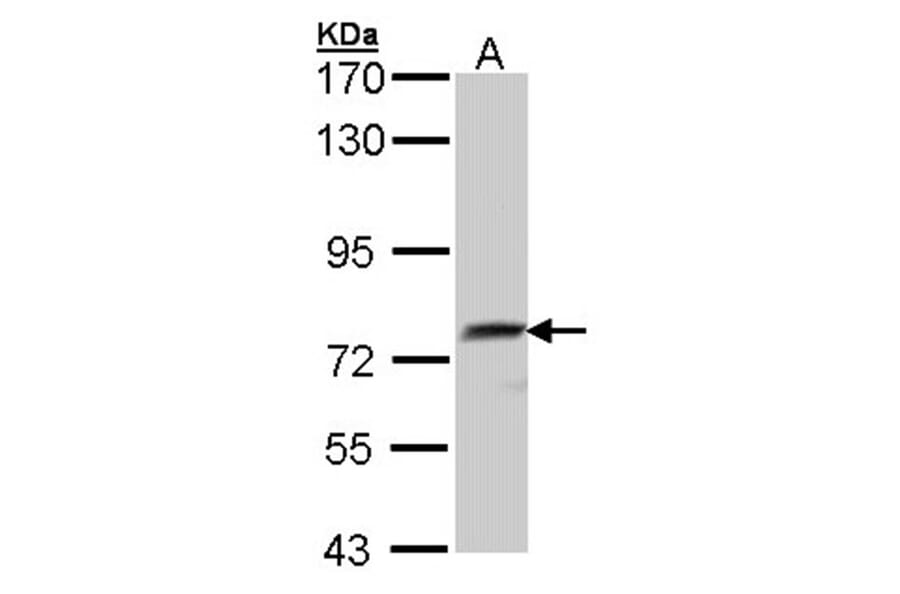hQSOX antibody from Signalway Antibody (22399) - Antibodies.com
