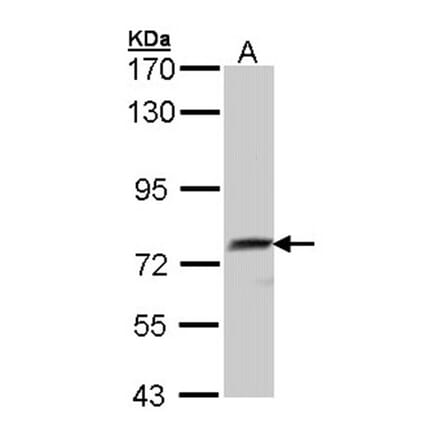 hQSOX antibody from Signalway Antibody (22399) - Antibodies.com