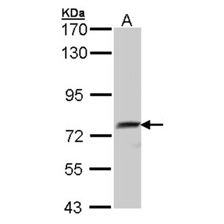 hQSOX antibody from Signalway Antibody (22399) - Antibodies.com