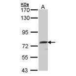 hQSOX antibody from Signalway Antibody (22399) - Antibodies.com