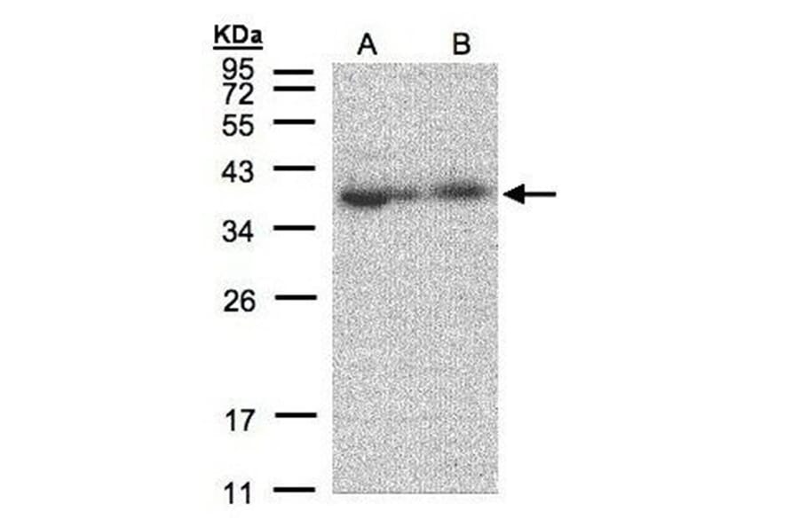 MRPL3 antibody from Signalway Antibody (22418) - Antibodies.com