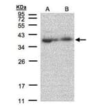 MRPL3 antibody from Signalway Antibody (22418) - Antibodies.com