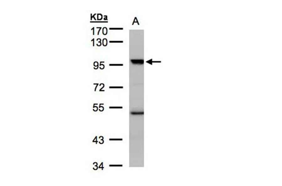 PCAF antibody from Signalway Antibody (22442) - Antibodies.com