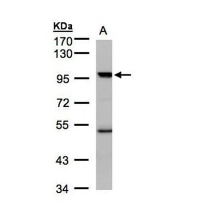 PCAF antibody from Signalway Antibody (22442) - Antibodies.com