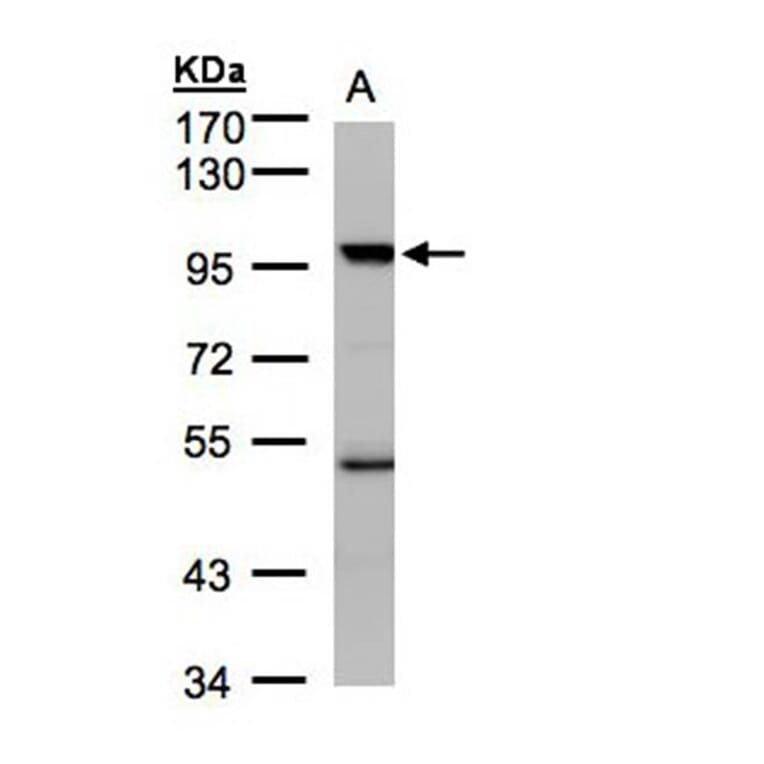 PCAF antibody from Signalway Antibody (22442) - Antibodies.com
