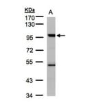 PCAF antibody from Signalway Antibody (22442) - Antibodies.com