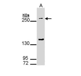 gp340 antibody from Signalway Antibody (22454) - Antibodies.com