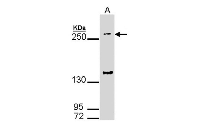 gp340 antibody from Signalway Antibody (22454) - Antibodies.com