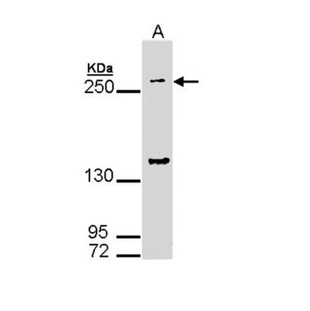 gp340 antibody from Signalway Antibody (22454) - Antibodies.com