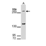 gp340 antibody from Signalway Antibody (22454) - Antibodies.com