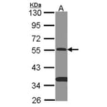 SMAD9 antibody from Signalway Antibody (22461) - Antibodies.com