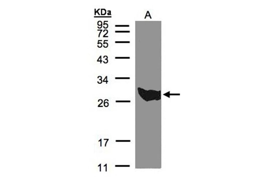 PGAM1 antibody from Signalway Antibody (22489) - Antibodies.com