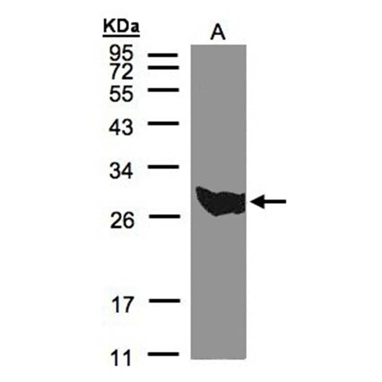 PGAM1 antibody from Signalway Antibody (22489) - Antibodies.com