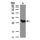 PGAM1 antibody from Signalway Antibody (22489) - Antibodies.com