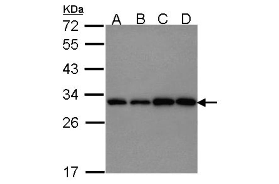 PGAM1 antibody from Signalway Antibody (22490) - Antibodies.com