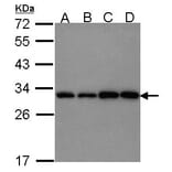PGAM1 antibody from Signalway Antibody (22490) - Antibodies.com