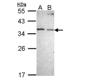 NOSIP antibody from Signalway Antibody (22497) - Antibodies.com