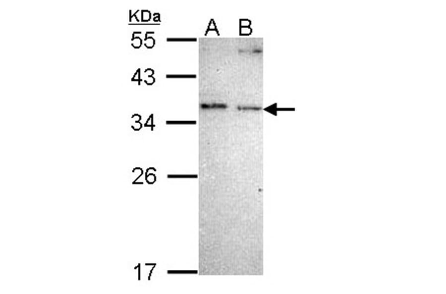 NOSIP antibody from Signalway Antibody (22497) - Antibodies.com