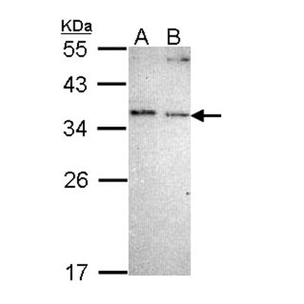NOSIP antibody from Signalway Antibody (22497) - Antibodies.com