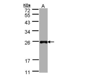 LITAF antibody from Signalway Antibody (22499) - Antibodies.com