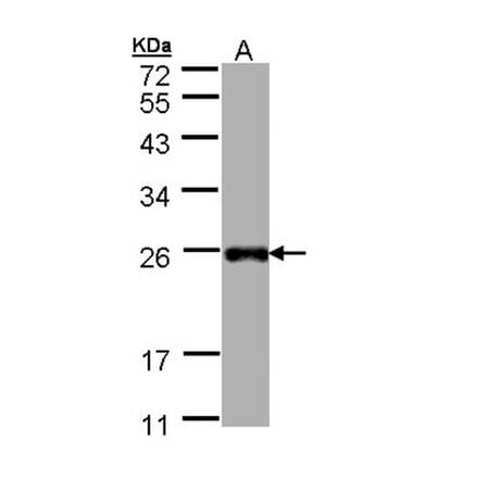 LITAF antibody from Signalway Antibody (22499) - Antibodies.com