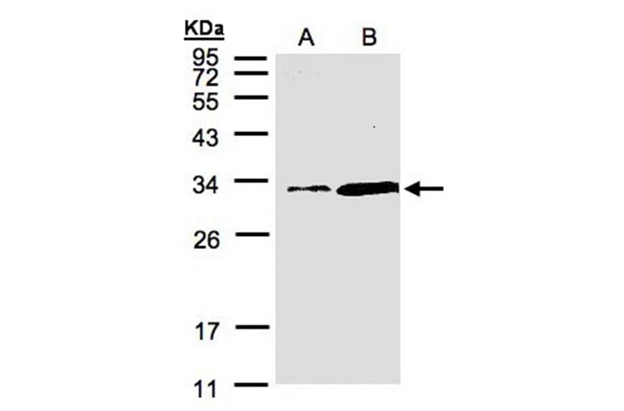 PITPN antibody from Signalway Antibody (22504) - Antibodies.com