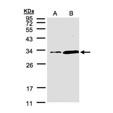 PITPN antibody from Signalway Antibody (22504) - Antibodies.com