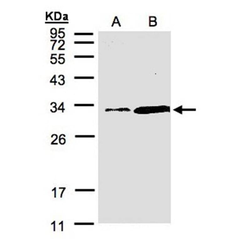 PITPN antibody from Signalway Antibody (22504) - Antibodies.com