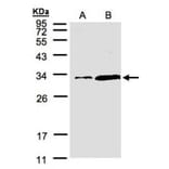 PITPN antibody from Signalway Antibody (22504) - Antibodies.com