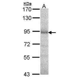DPRP1 antibody from Signalway Antibody (22563) - Antibodies.com