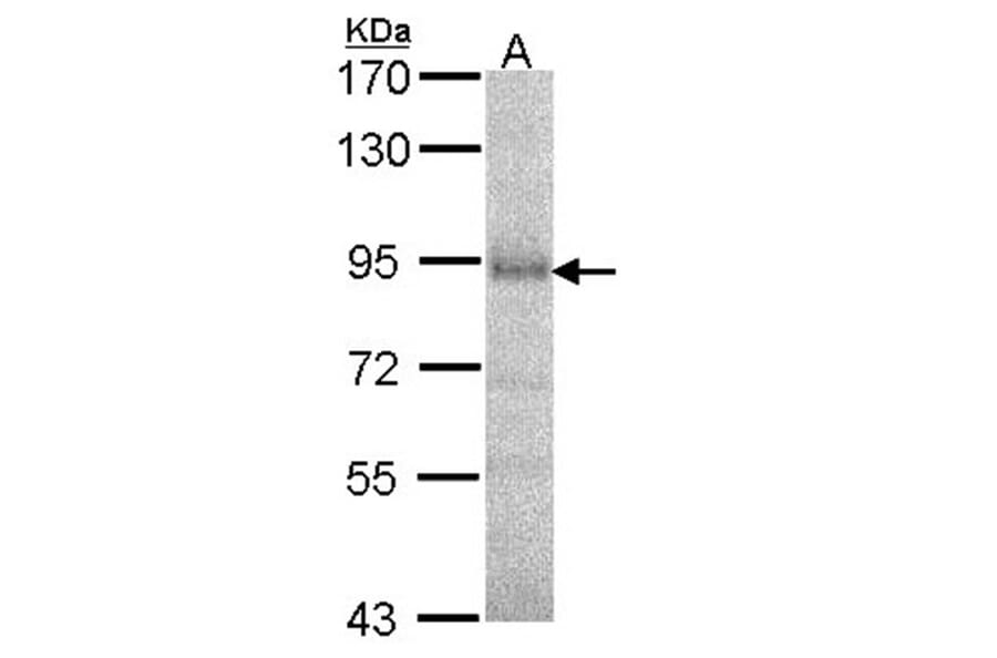 DPRP1 antibody from Signalway Antibody (22563) - Antibodies.com